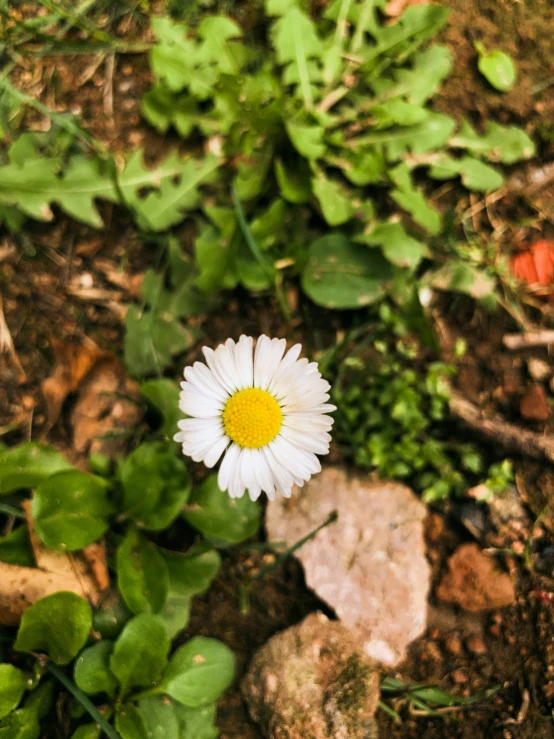 a single daisy is pictured in the center of a green plant