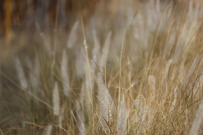 there is a white bird perched in a tall grass field