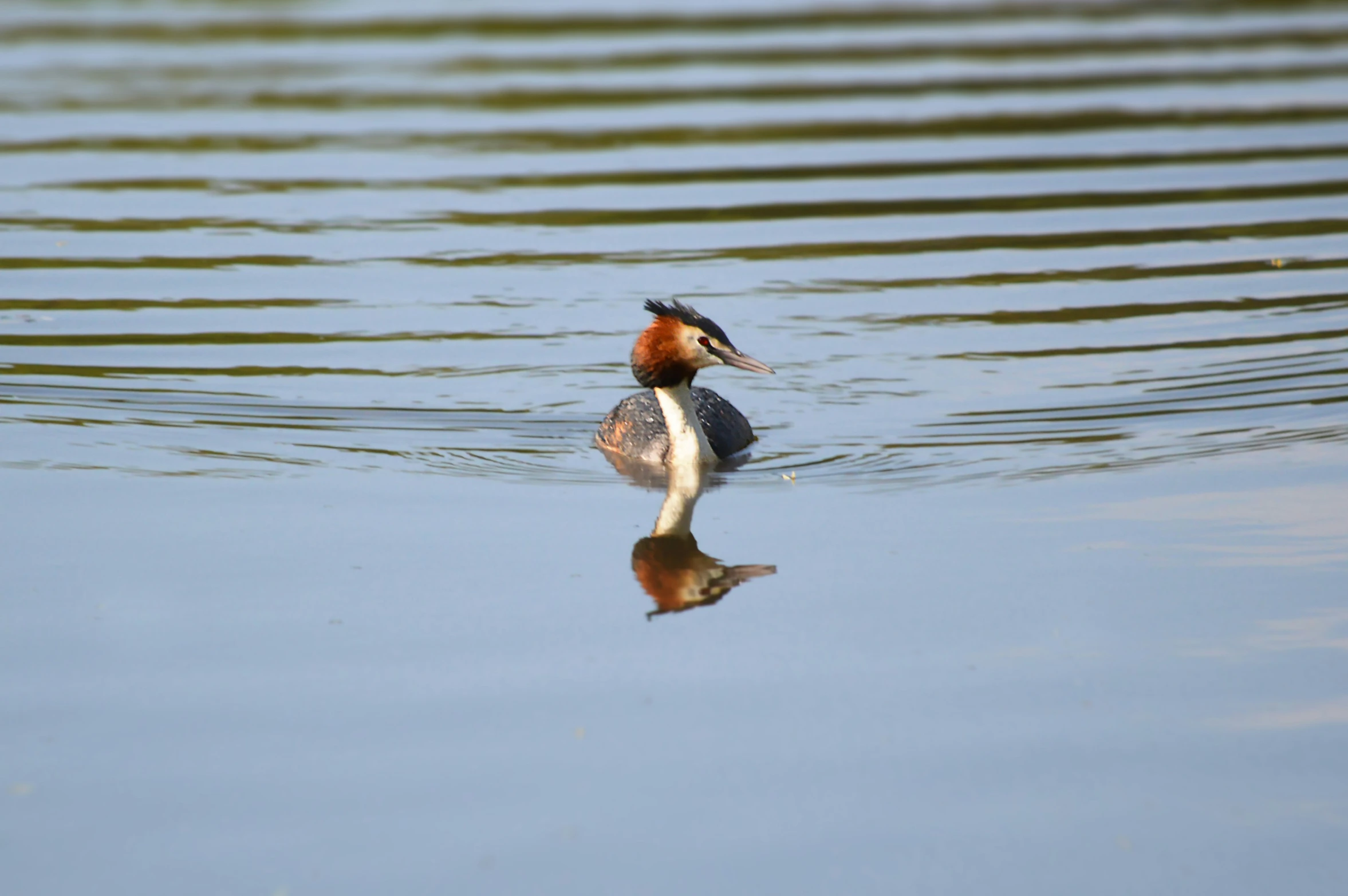 a large bird floating on top of water