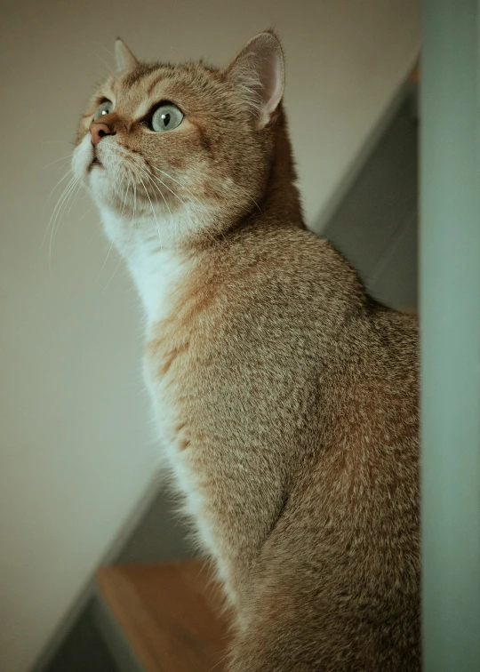 a close up of a cat sitting down looking up