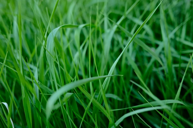 green plants and long stems in the middle of a field