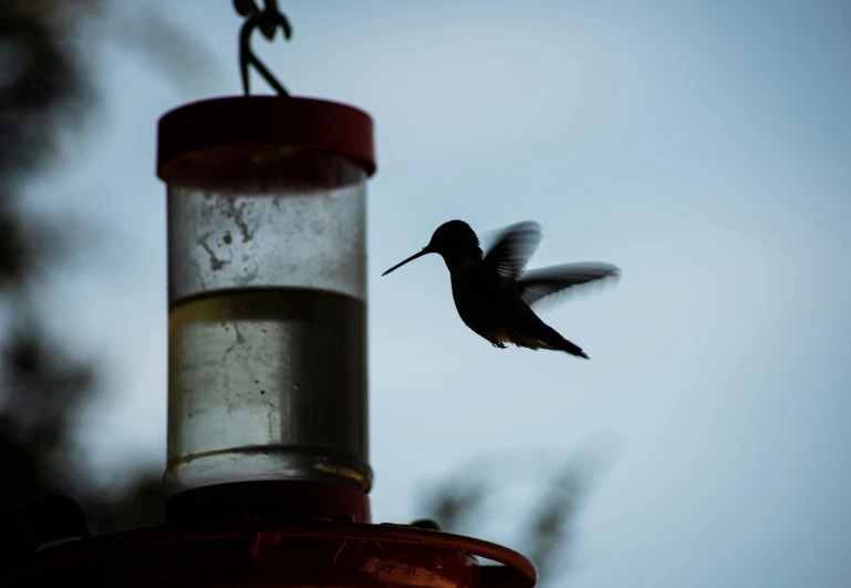 a bird flying close to a bird feeder