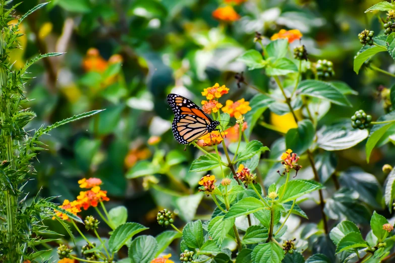 a monarch erfly resting on a flowering nch