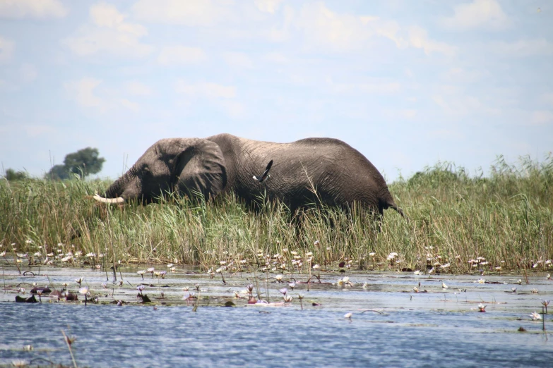 a large elephant is in the grass next to water