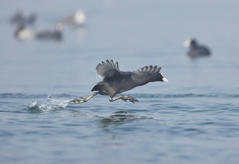 an eagle with wings that are in the air above water