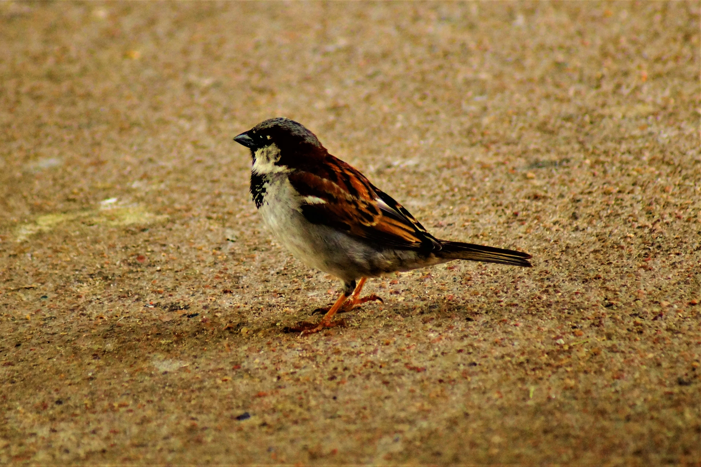 a brown black and white bird is standing on a beach