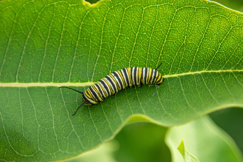 a monarch caterpillar laying on top of a leaf