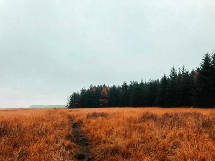 an empty grassy field with a forest in the background