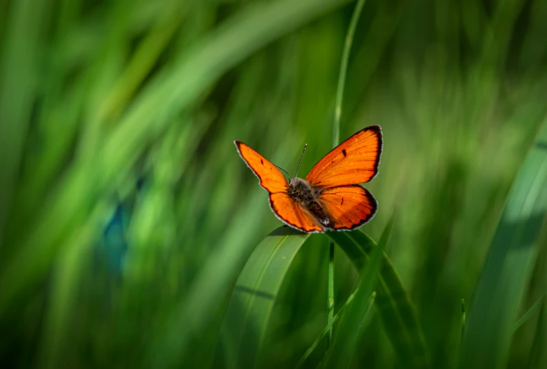 an orange erfly sitting on top of grass