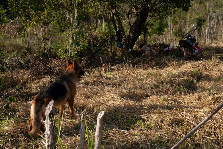 a dog standing on top of a grass covered field