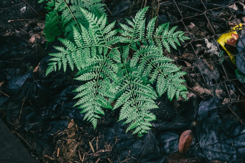 a fern outside next to a wire fence