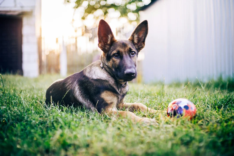 a dog lying in the grass next to a ball