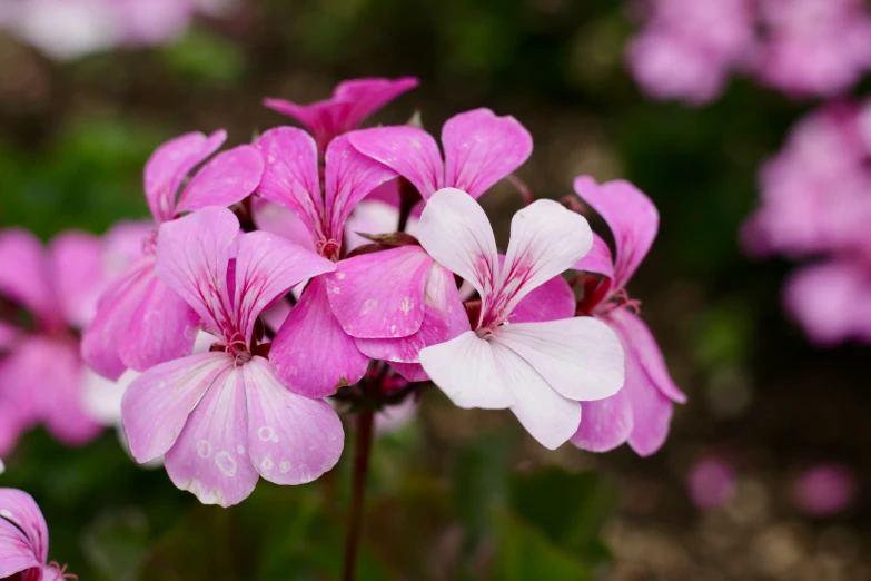 pink and white flowers grow next to each other