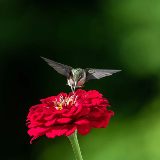 a small hummingbird flying toward a red flower
