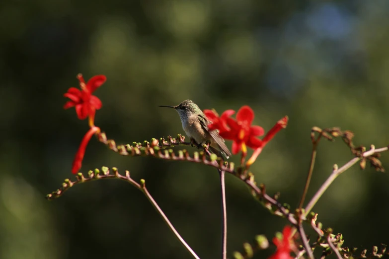 a small bird perched on the top of a tree nch