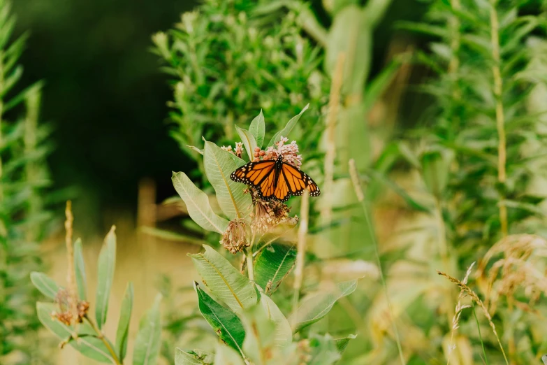 the erfly is sitting on the green leaf