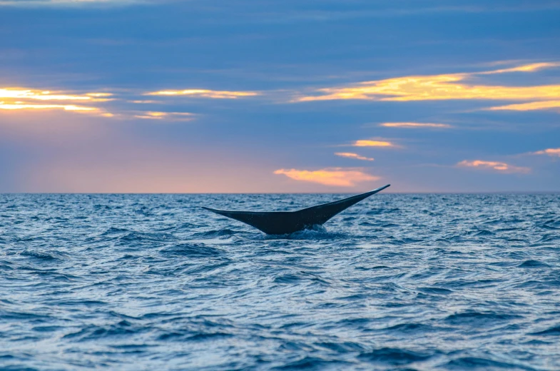 a humpback whale with its tail fin high in the water