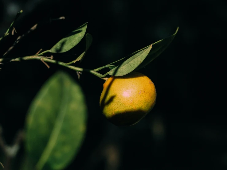 a lemon is hanging on the tree nch