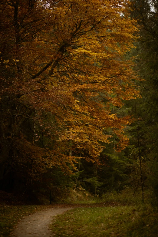 a dirt road surrounded by autumn trees