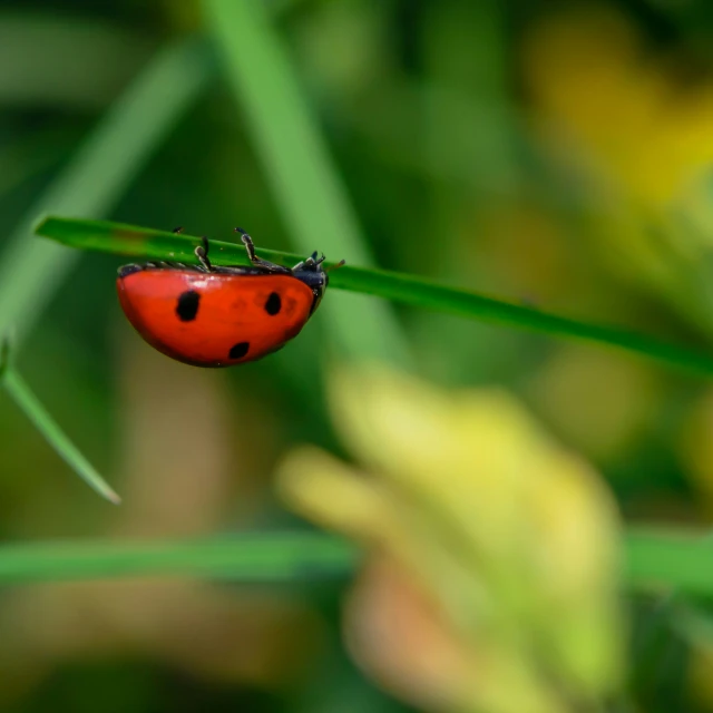 the tiny ladybug sits on a leaf with its head on it