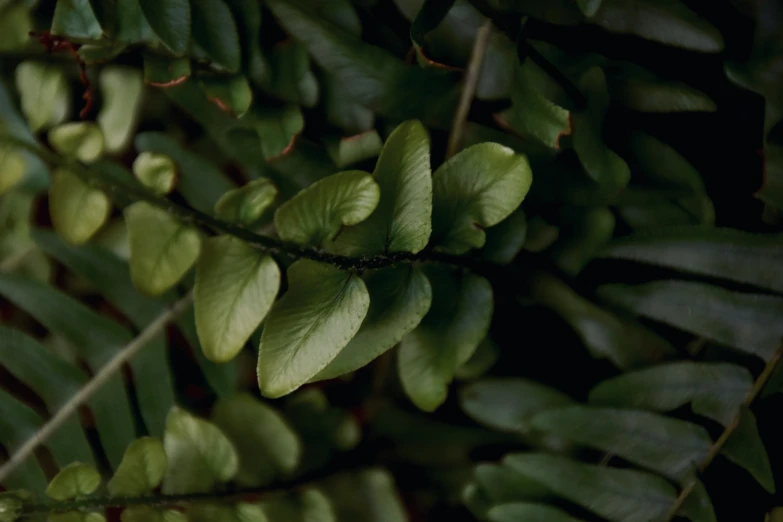 close up pograph of a fern leaf