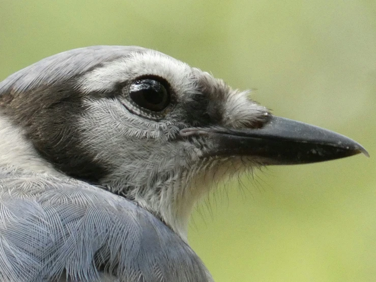 the black and white bird is looking into the distance