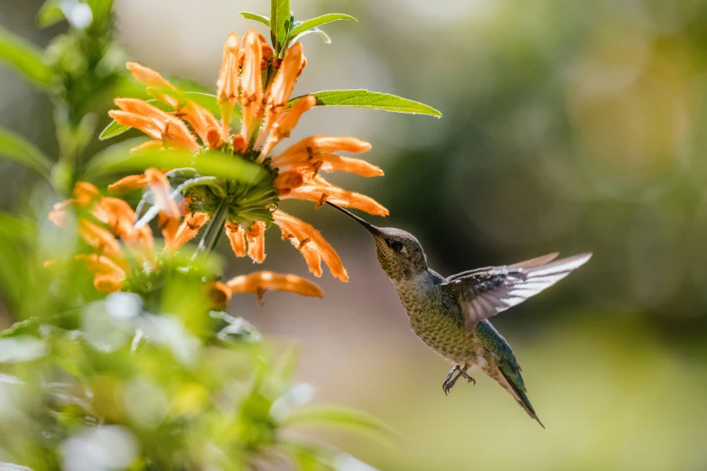 a small bird feeding from a flower on a stalk