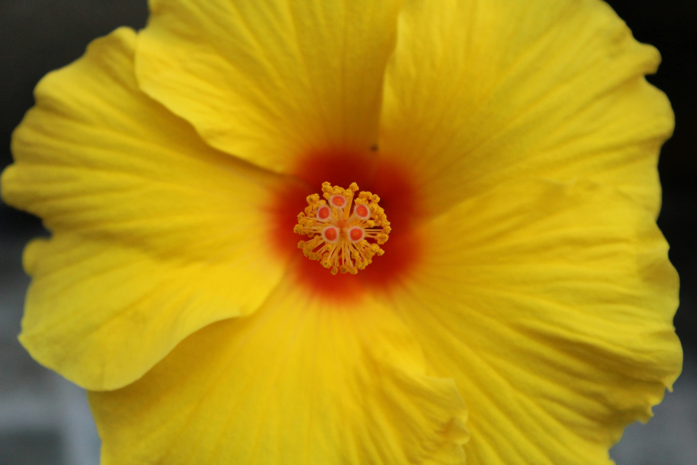 a bright yellow flower with red stamen in the center