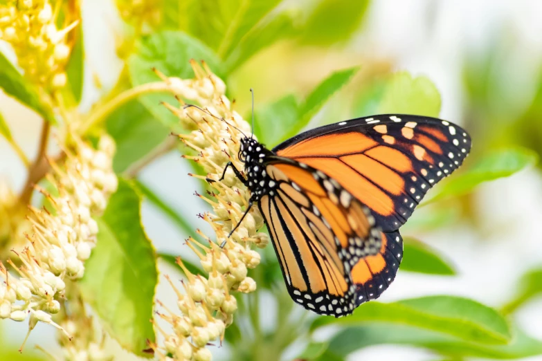 a erfly sitting on the flower head