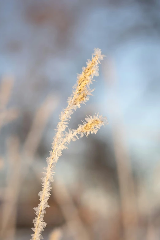 the tall stalk of dry grass with long stems