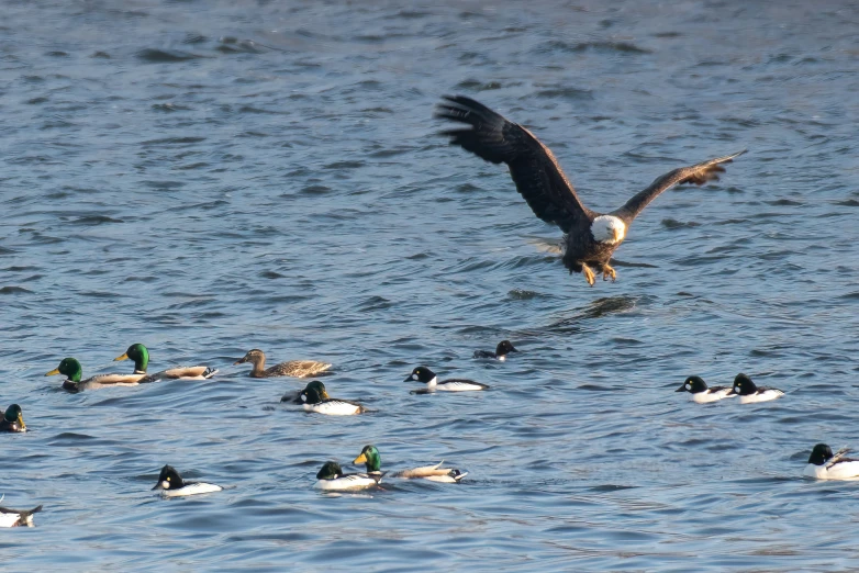 a large bird with wings wide open flying above the water