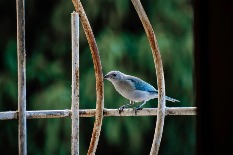 the blue and white bird has its beak open