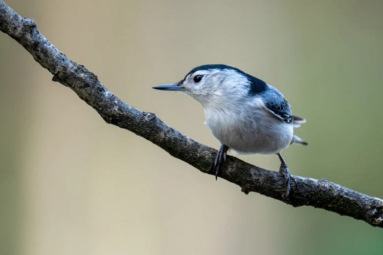 a bird sits on a tree nch looking for prey