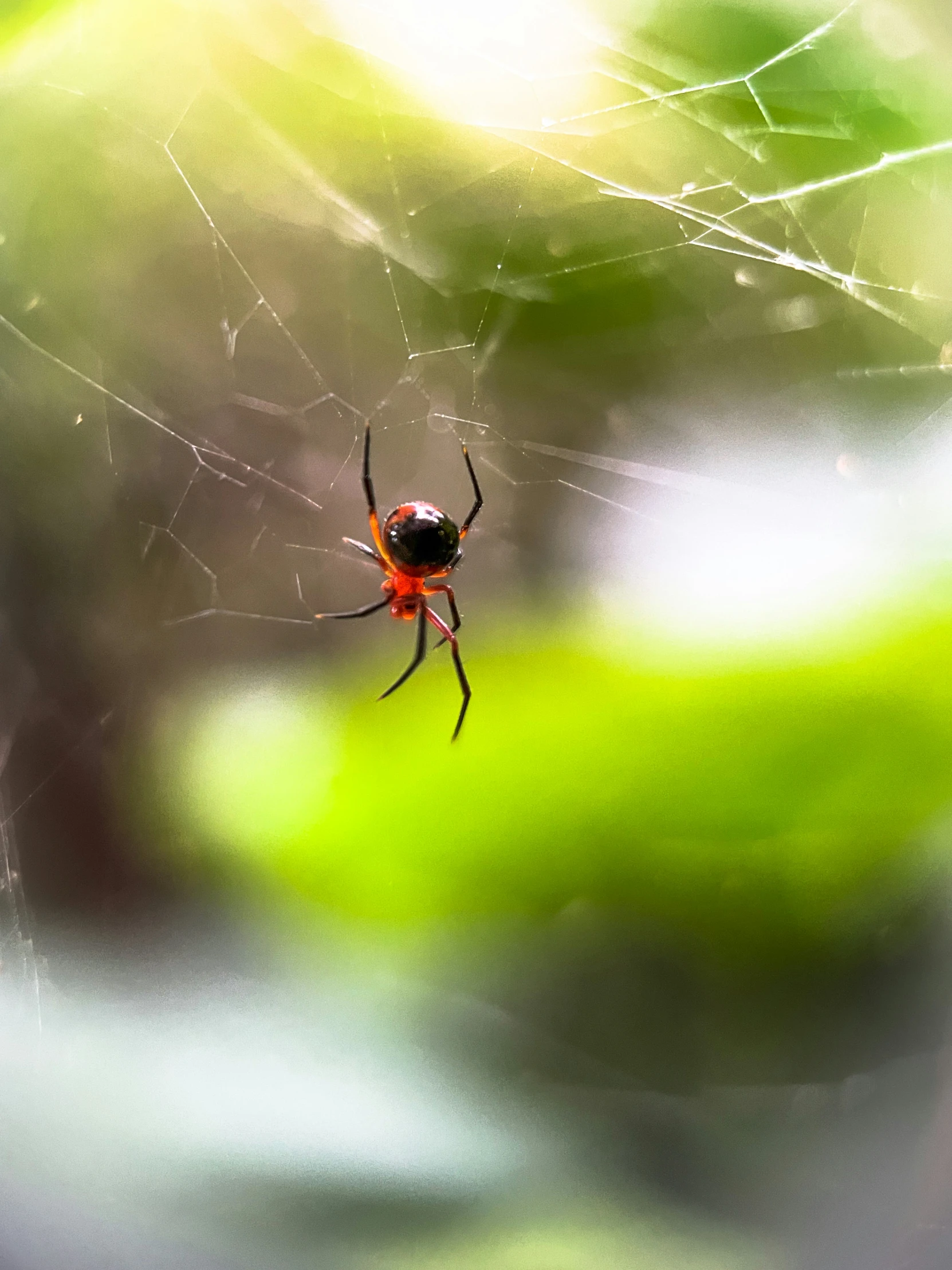 a spider sitting on a web of water in a forest