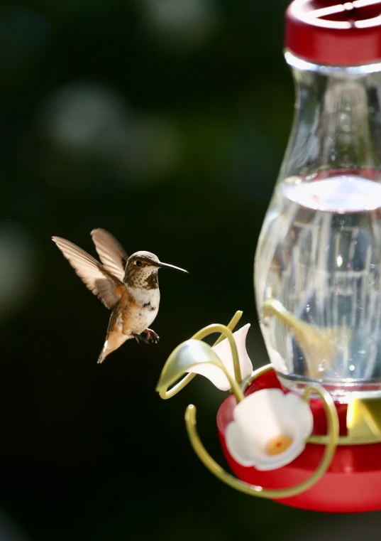 a hummingbird hovering to feed from a hummingbird feeder