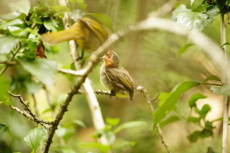 two small birds sitting on a nch in the forest