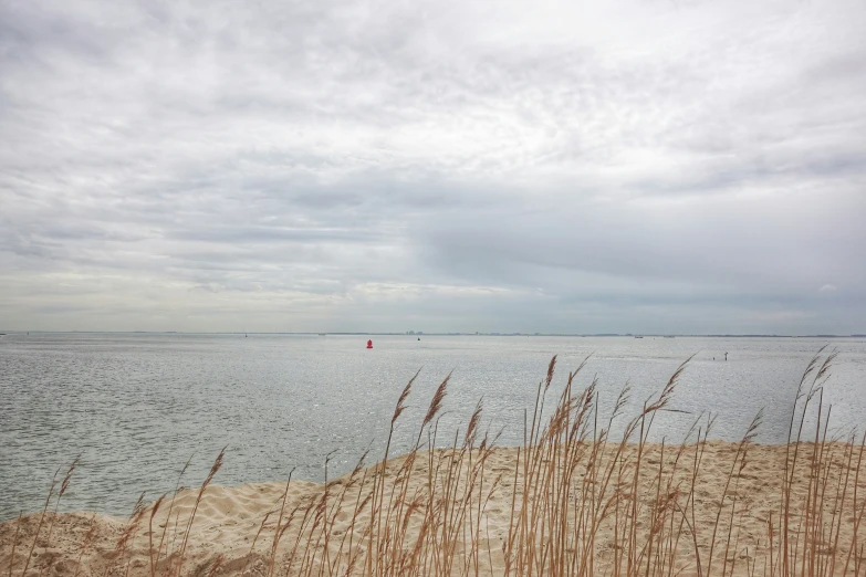 some tall grass and sand and water on a cloudy day