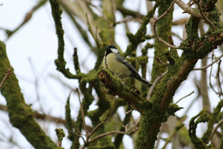 there is a small bird that is sitting in the tree