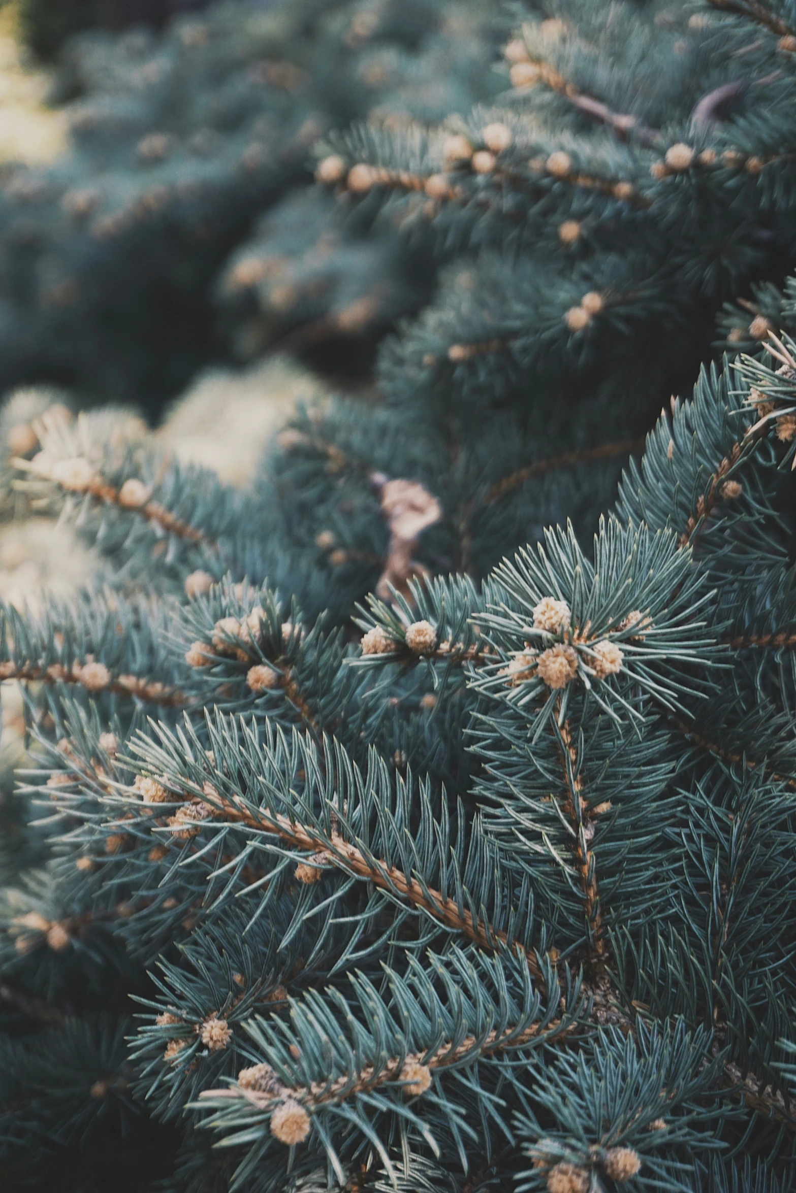 closeup of the needles on evergreen nches