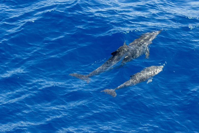 two dolphins in blue water with one looking directly at the camera