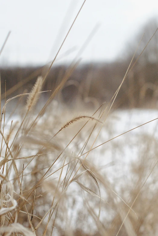 an image of a winter scene with snow in the background