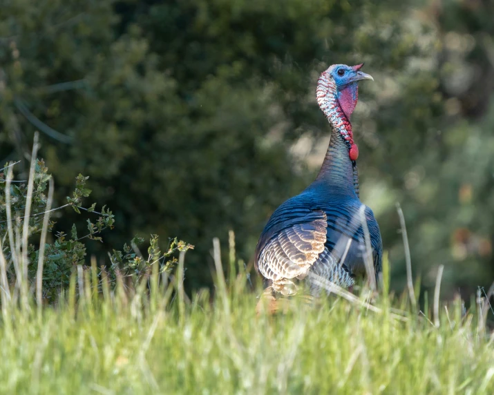 a blue, white and gray turkey standing on the ground