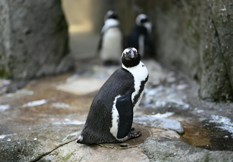 a penguin sits on a rock in an enclosure