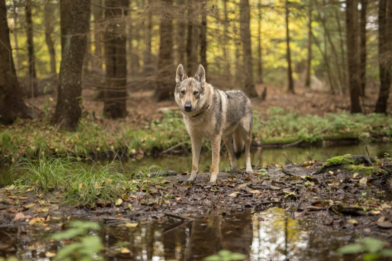a wolf is standing on the bank in the woods