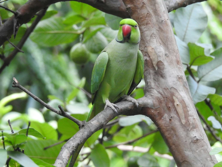 a green bird perched on top of a tree nch