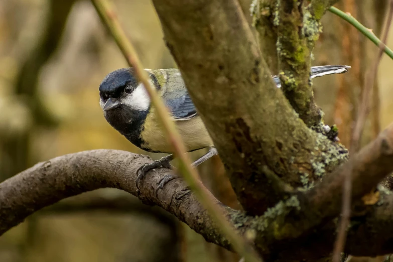 the blue bird is perched on a tree nch