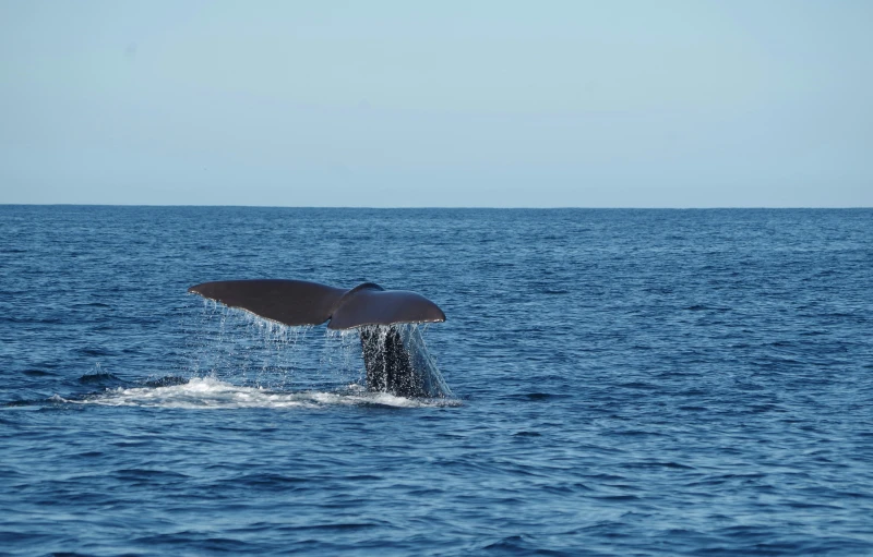 a whale tail flups from the water