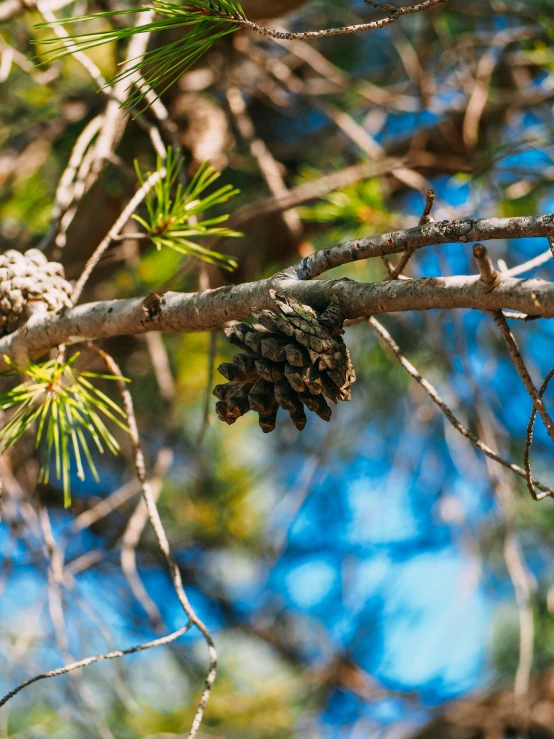 pine cones hanging from the nches of trees