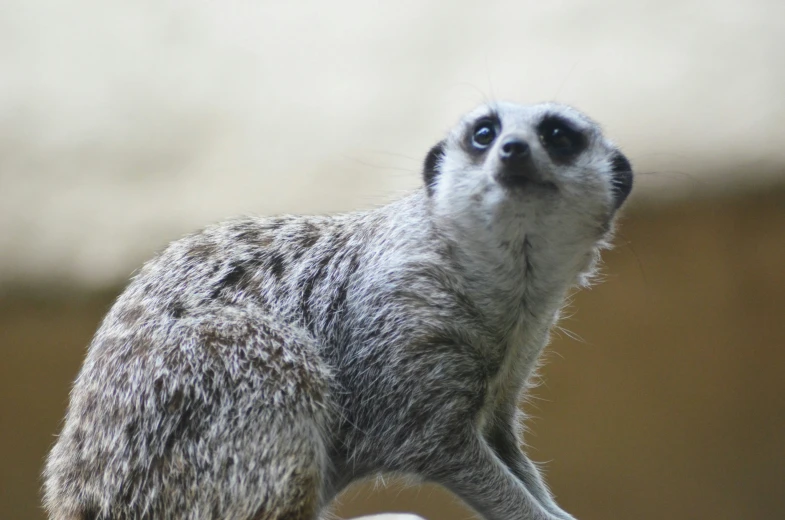 a meerkat sits on top of the roof