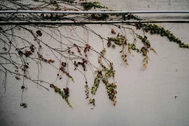 vines on the outside wall of a building